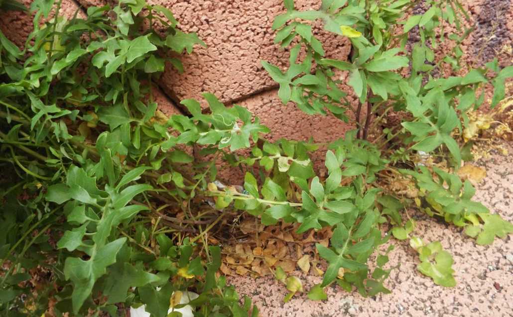 Da Tenerife (Canarie):  Sonchus tenerrimus (Asteraceae)