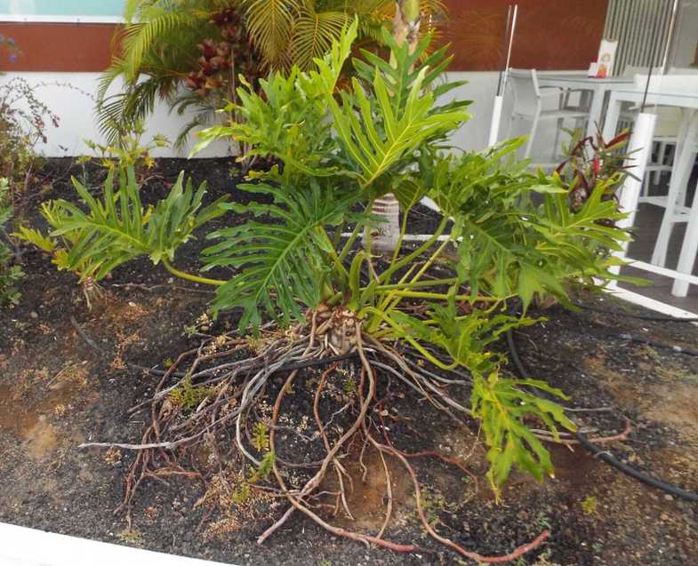 Da Tenerife (Canarie): Philodendron bipinnatifidum (Araceae)