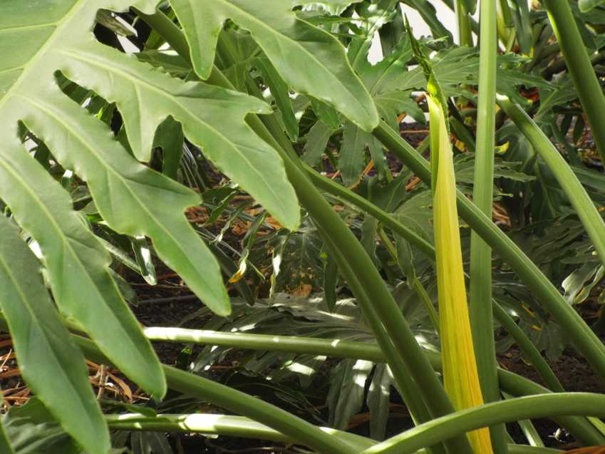 Da Tenerife (Canarie): Philodendron bipinnatifidum (Araceae)