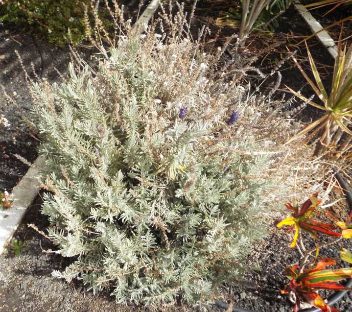 Da Tenerife (Canarie): Lamiaceae: cfr. Lavandula sp.