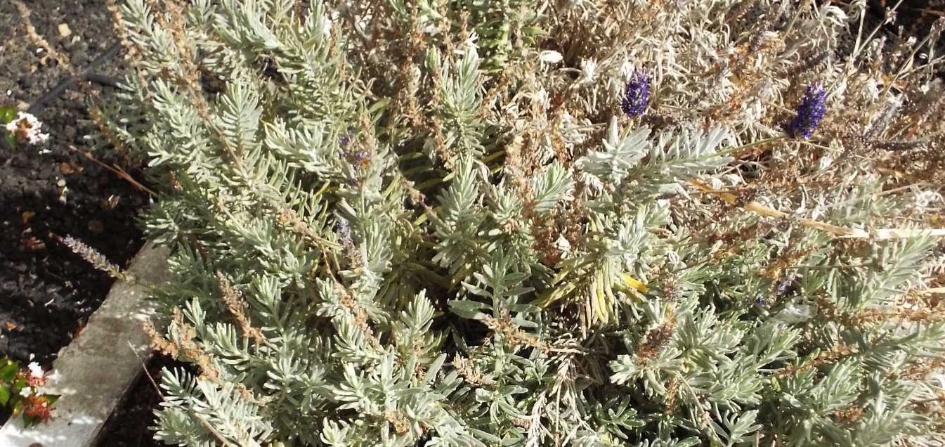 Da Tenerife (Canarie): Lamiaceae: cfr. Lavandula sp.