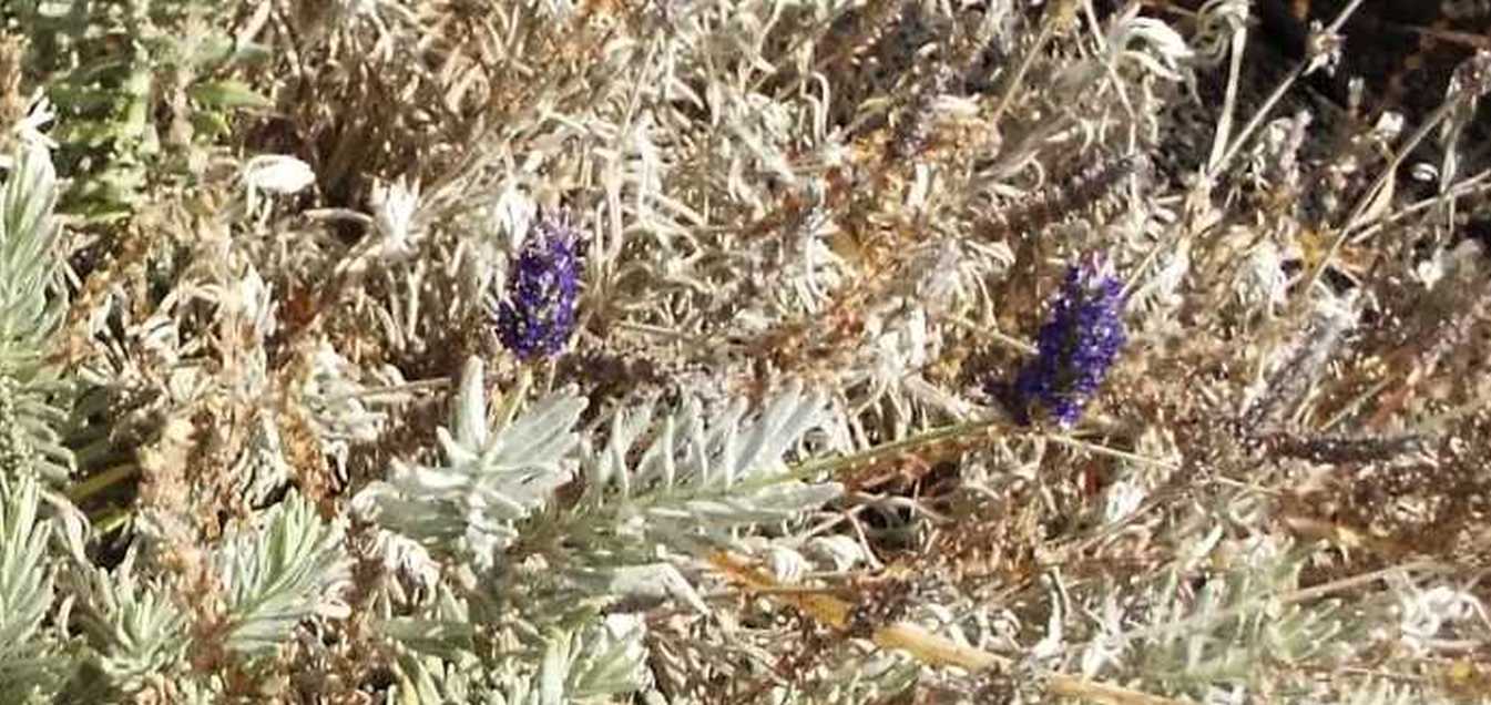 Da Tenerife (Canarie): Lamiaceae: cfr. Lavandula sp.