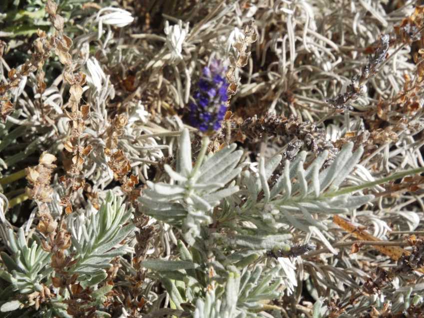 Da Tenerife (Canarie): Lamiaceae: cfr. Lavandula sp.