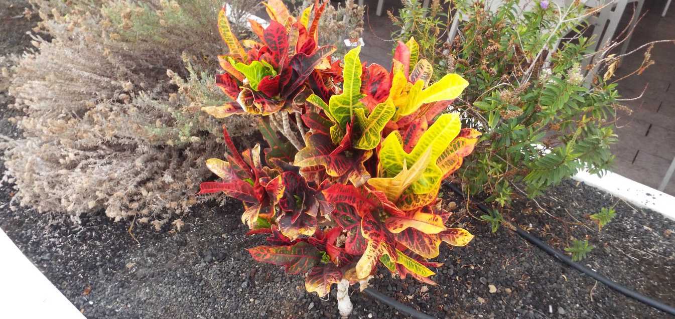 Da Tenerife (Canarie):  Croton / Codiaeum variegatum (Euphorbiaceae)