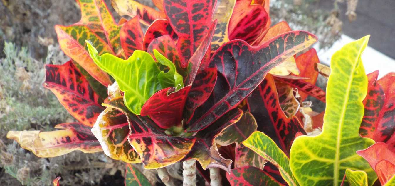 Da Tenerife (Canarie):  Croton / Codiaeum variegatum (Euphorbiaceae)