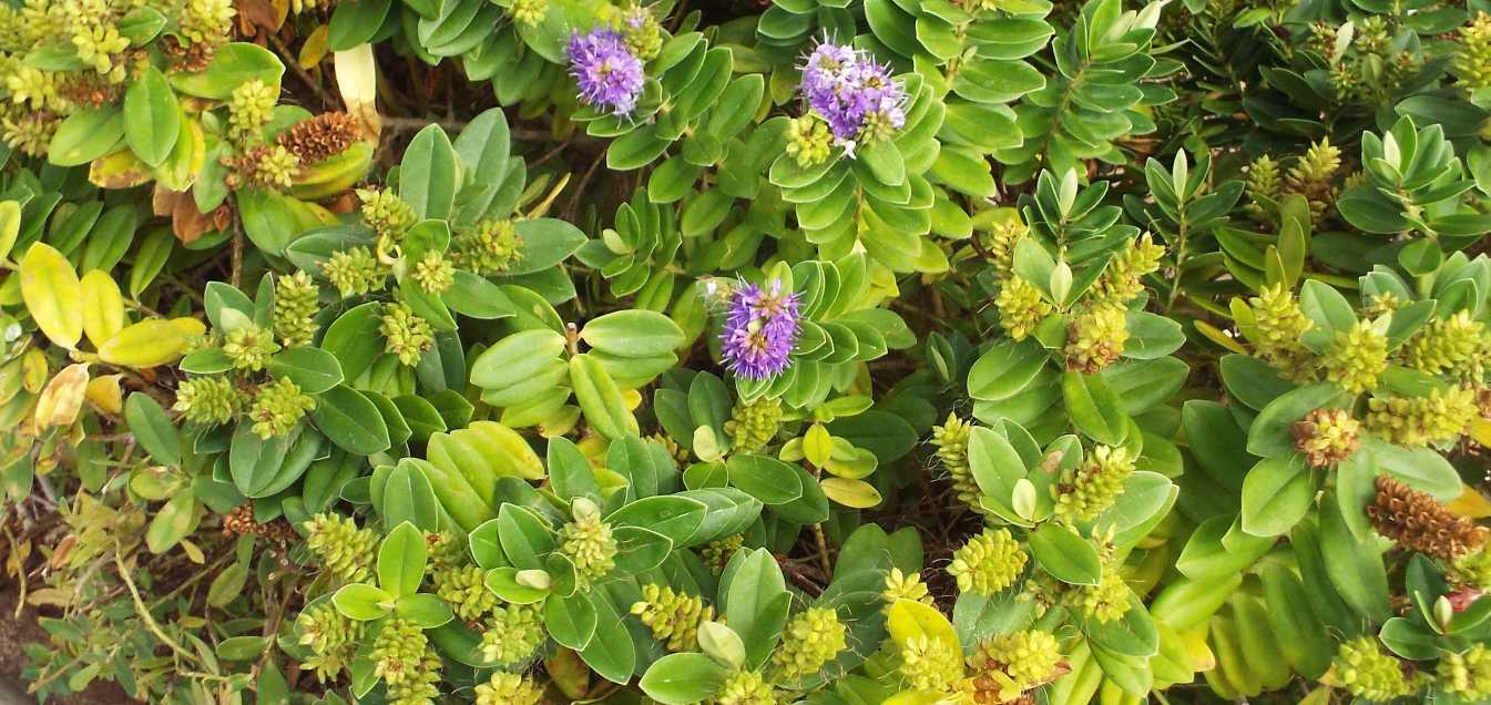 Da Tenerife (Canarie):   Hebe x franciscana [H. elliptica x H. speciosa] (Plantaginaceae)