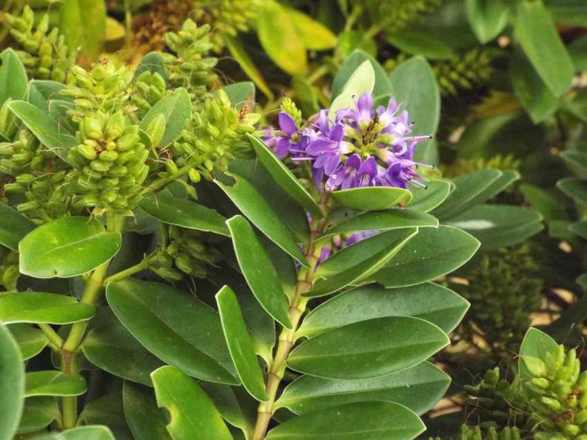 Da Tenerife (Canarie):   Hebe x franciscana [H. elliptica x H. speciosa] (Plantaginaceae)