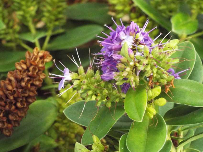 Da Tenerife (Canarie):   Hebe x franciscana [H. elliptica x H. speciosa] (Plantaginaceae)