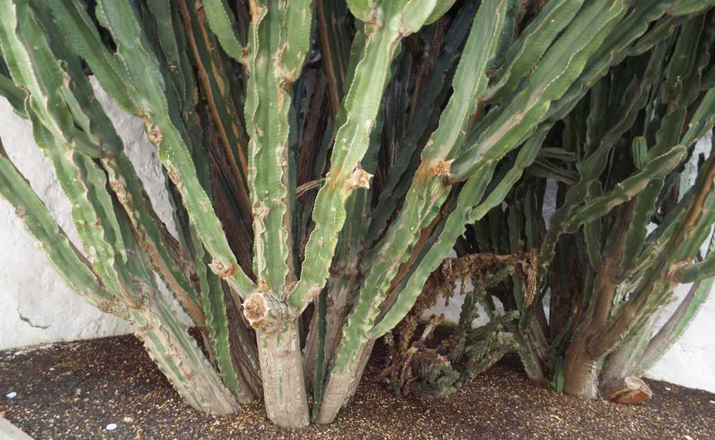 Un''altra Euphorbia canariensis?  .... Euphorbia candelabrum