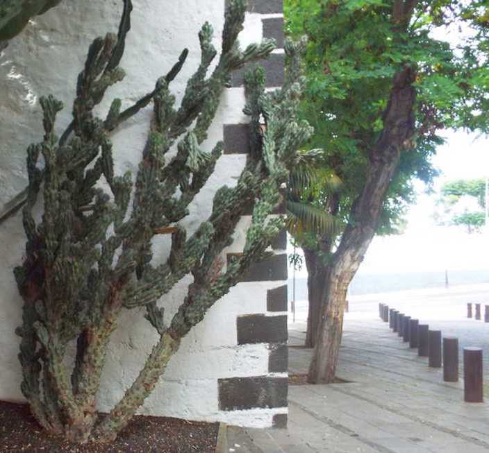 Da Tenerife (Canarie): Cereus peruvianus  var. monstruosus (Cactaceae)