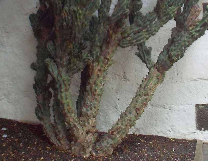 Da Tenerife (Canarie): Cereus peruvianus  var. monstruosus (Cactaceae)