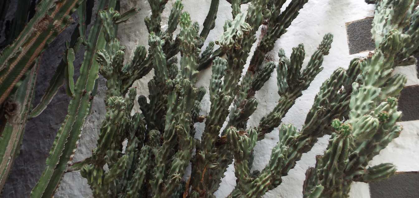 Da Tenerife (Canarie): Cereus peruvianus  var. monstruosus (Cactaceae)