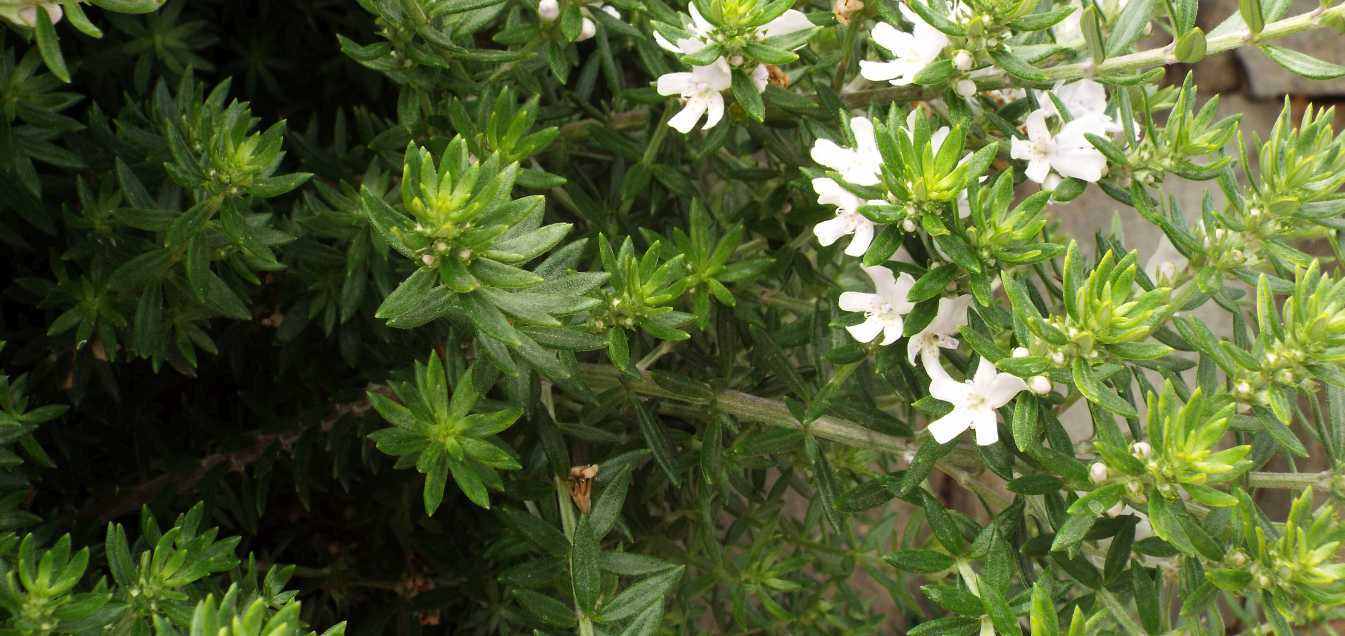 Da Tenerife (Canarie):  Westringia fruticosa (Lamiaceae)