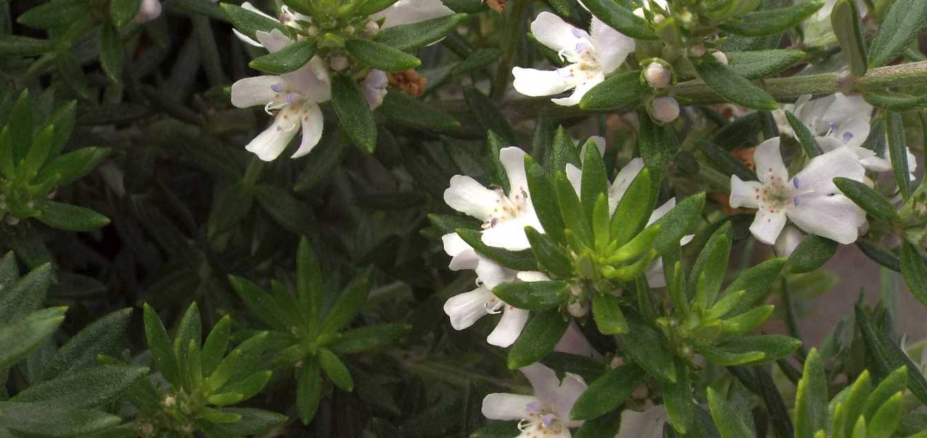 Da Tenerife (Canarie):  Westringia fruticosa (Lamiaceae)