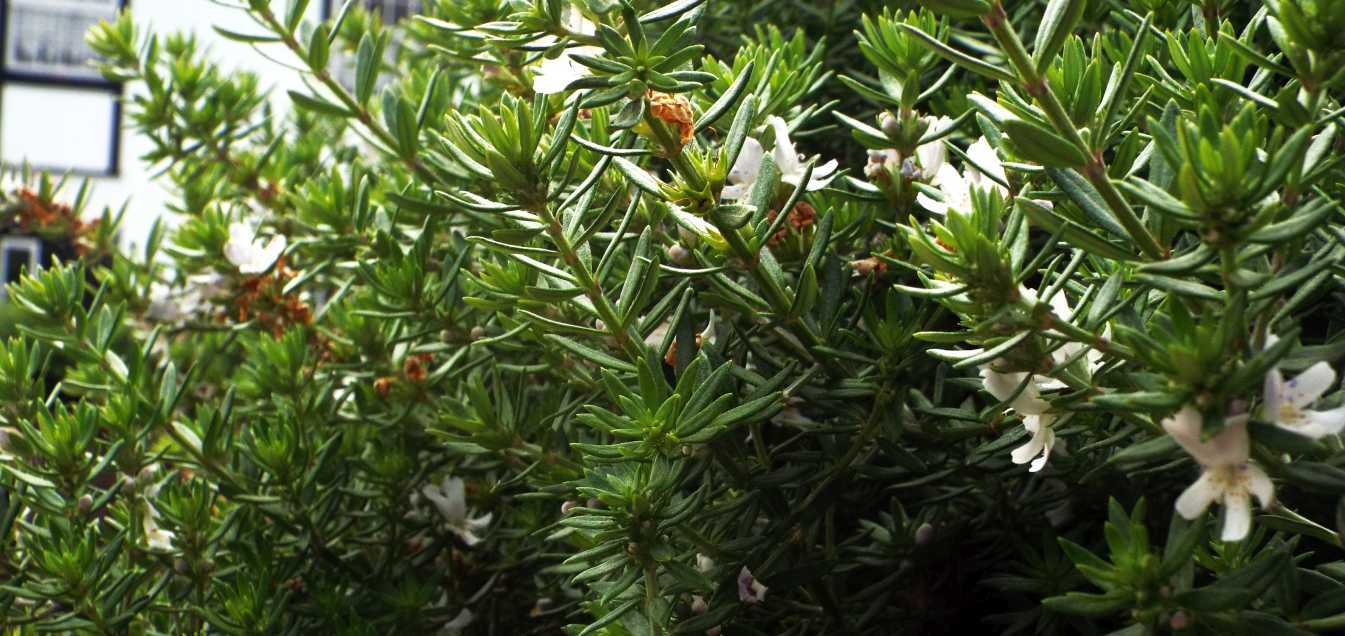 Da Tenerife (Canarie):  Westringia fruticosa (Lamiaceae)