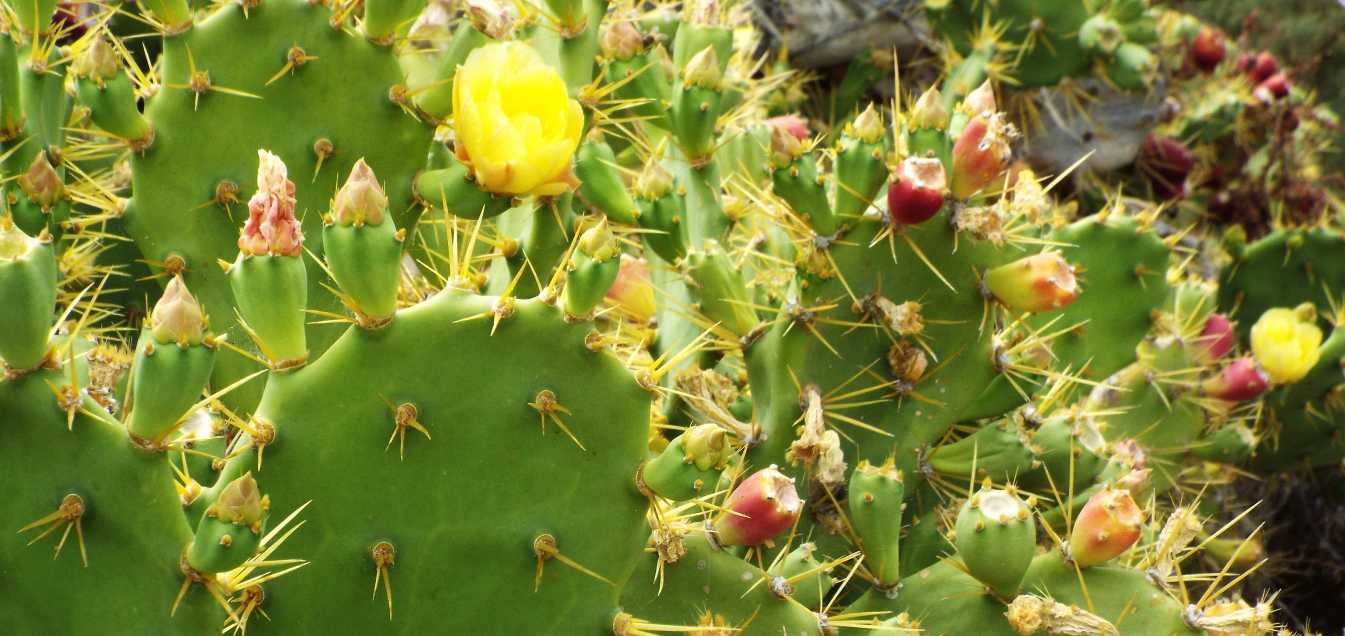 Da Tenerife (Canarie):  Opuntia humifusa ?  No, Opuntia dillenii