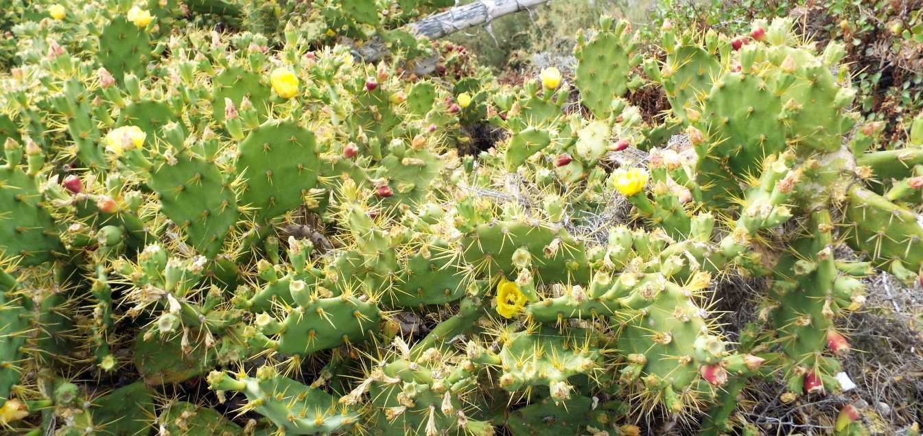 Da Tenerife (Canarie):  Opuntia humifusa ?  No, Opuntia dillenii