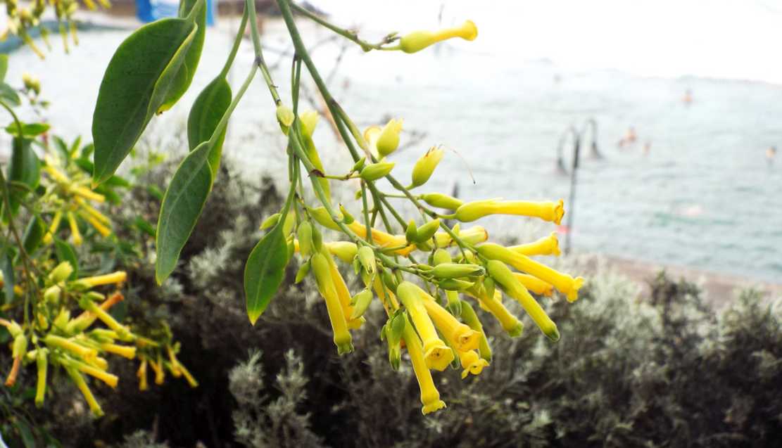 Da Tenerife (Canarie):  Nicotiana glauca (Solanaceae)