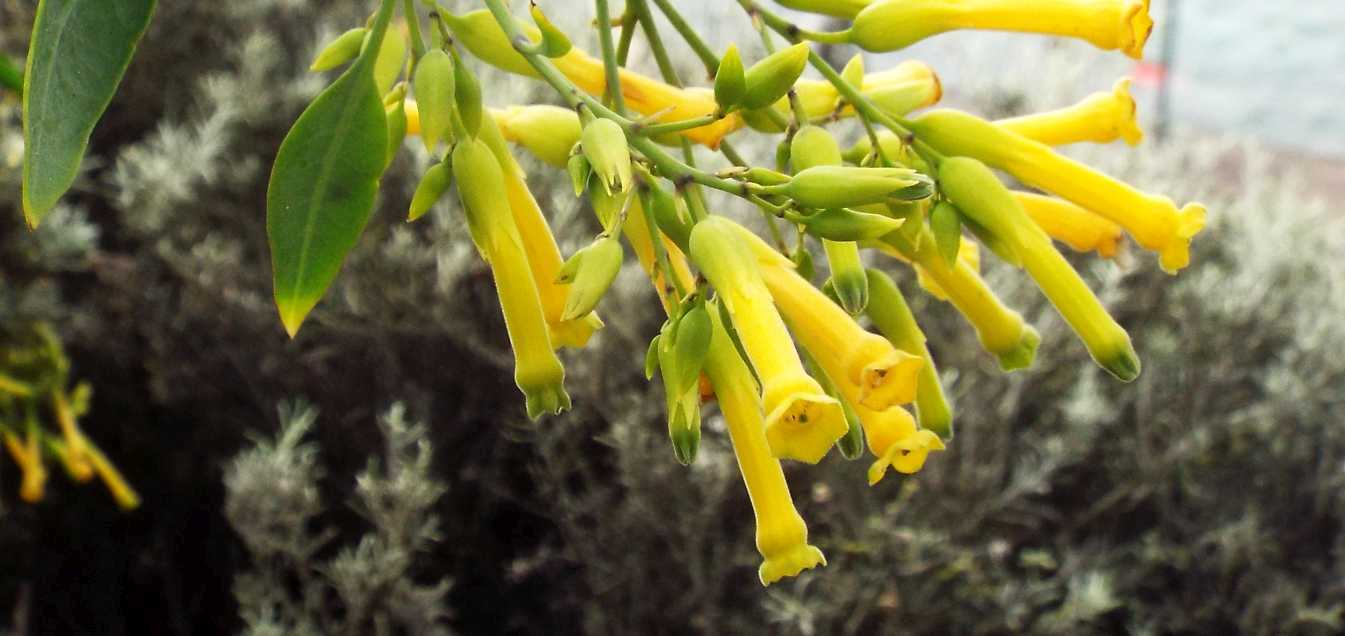 Da Tenerife (Canarie):  Nicotiana glauca (Solanaceae)