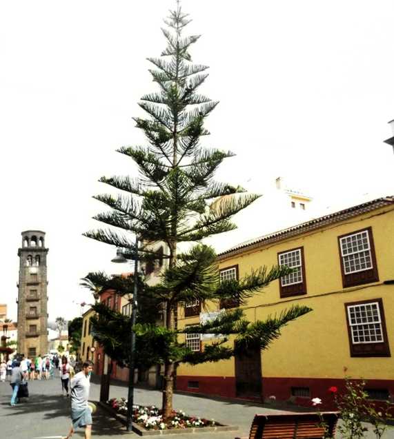 Da Tenerife (Canarie):  Araucaria heterophylla