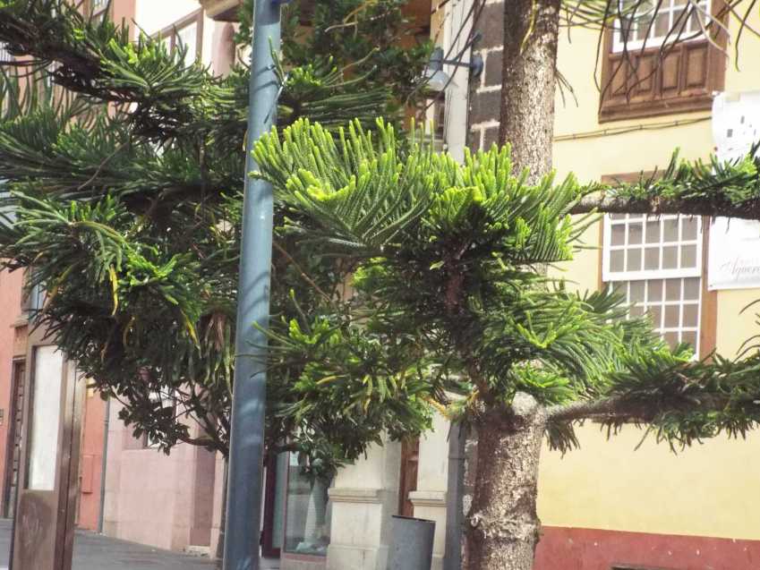 Da Tenerife (Canarie):  Araucaria heterophylla