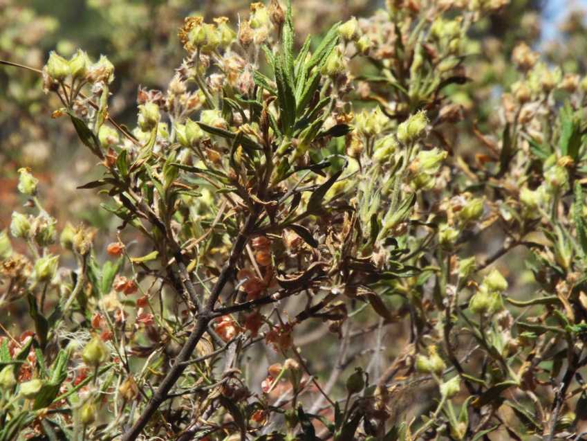 Da Tenerife (Canarie):  Cistus monspeliensis (Malvales Cistaceae)