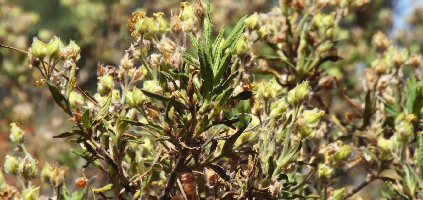 Da Tenerife (Canarie):  Cistus monspeliensis (Malvales Cistaceae)