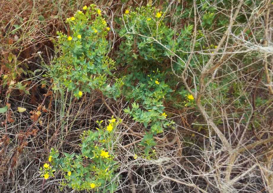 Da Tenerife (Canarie):  Hypericum reflexum  (Hypericaceae)