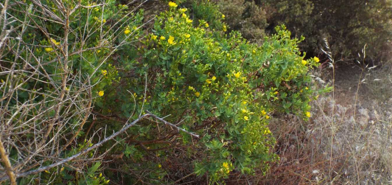 Da Tenerife (Canarie):  Hypericum reflexum  (Hypericaceae)