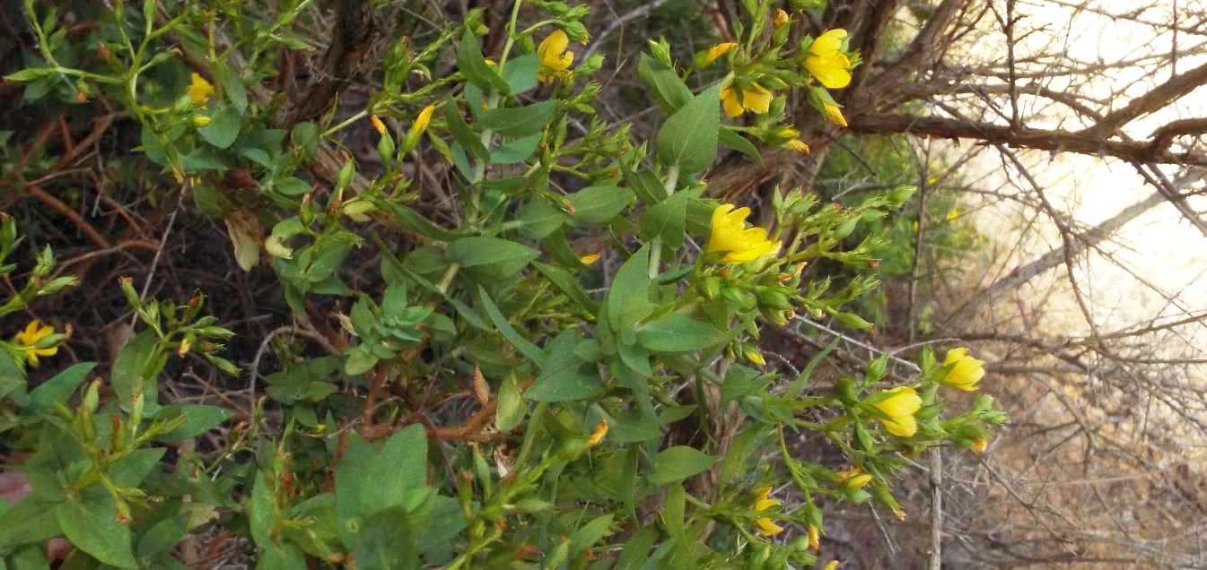 Da Tenerife (Canarie):  Hypericum reflexum  (Hypericaceae)