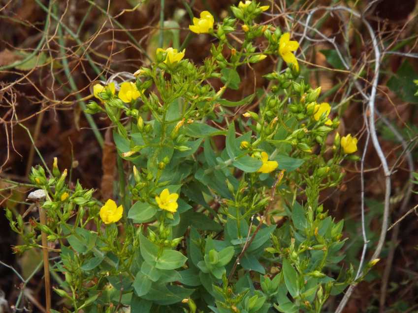 Da Tenerife (Canarie):  Hypericum reflexum  (Hypericaceae)