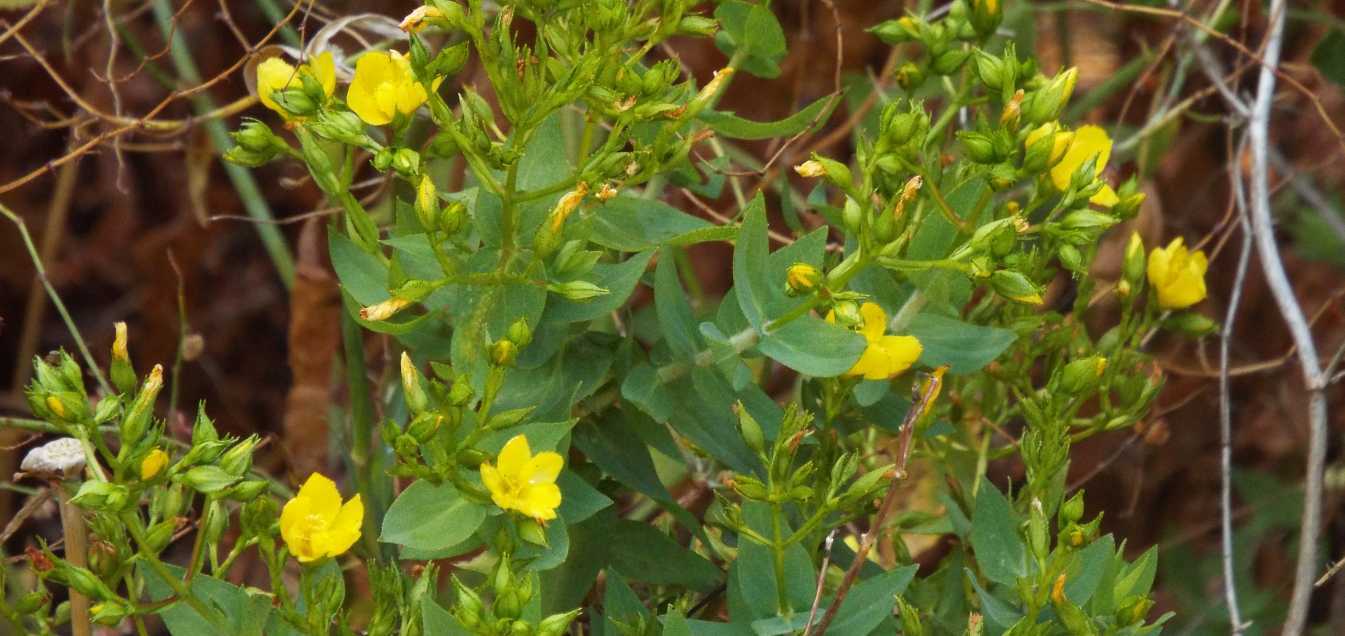 Da Tenerife (Canarie):  Hypericum reflexum  (Hypericaceae)