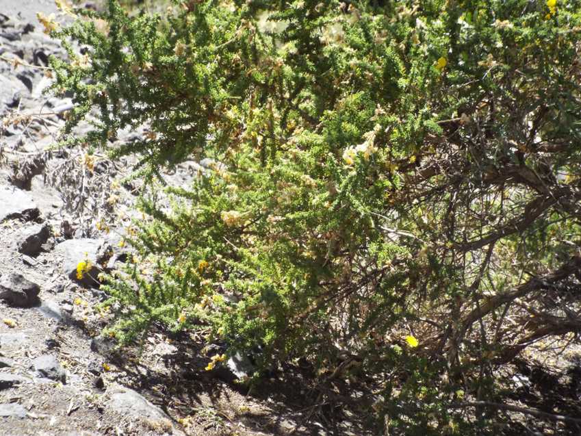 Da Tenerife (Canarie): Fabaceae:  Adenocarpus viscosus