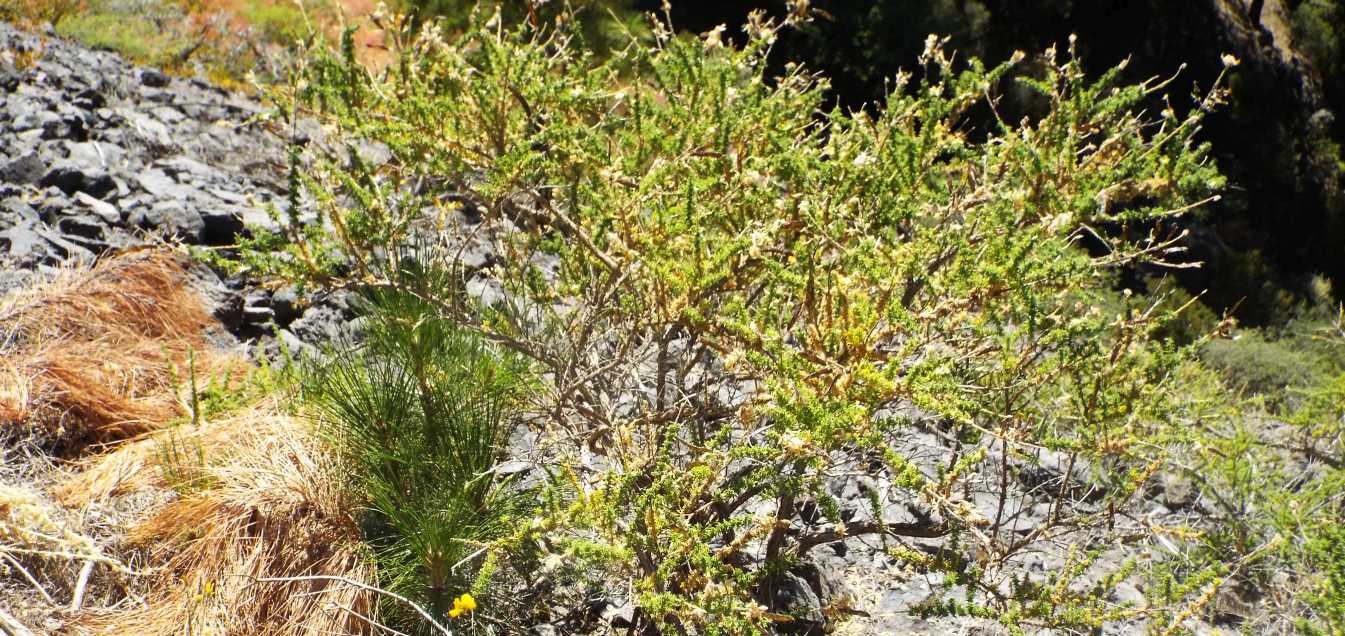 Da Tenerife (Canarie): Fabaceae:  Adenocarpus viscosus