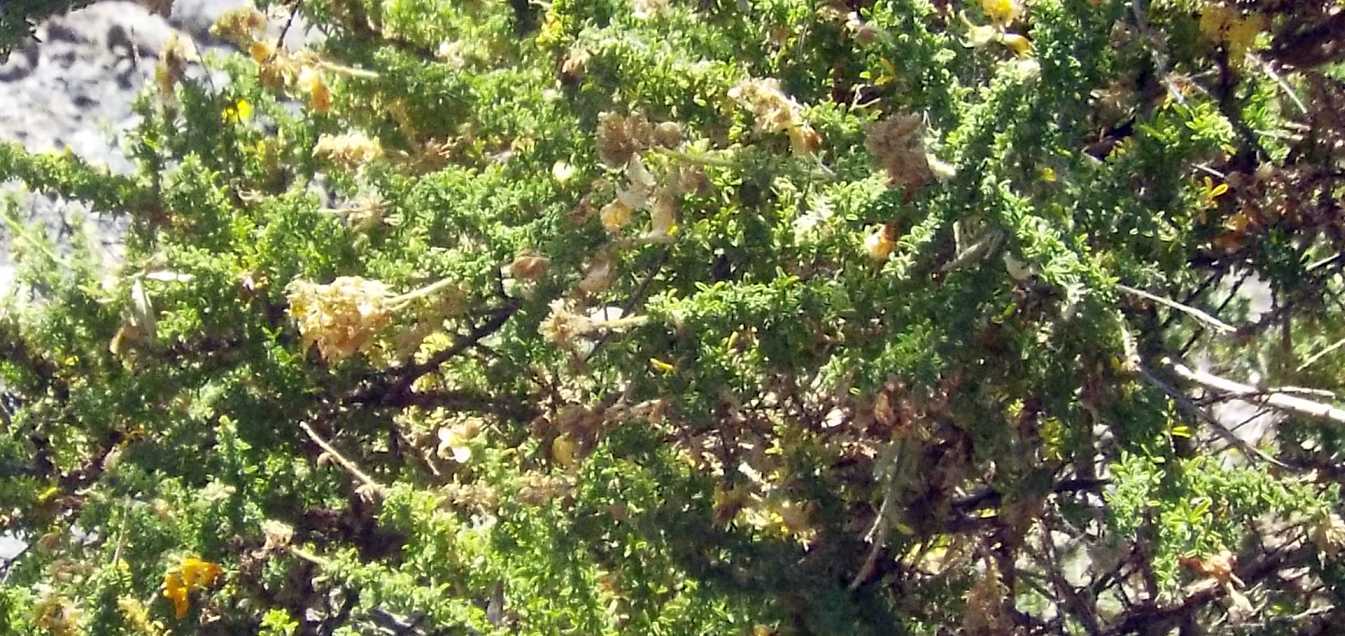 Da Tenerife (Canarie): Fabaceae:  Adenocarpus viscosus