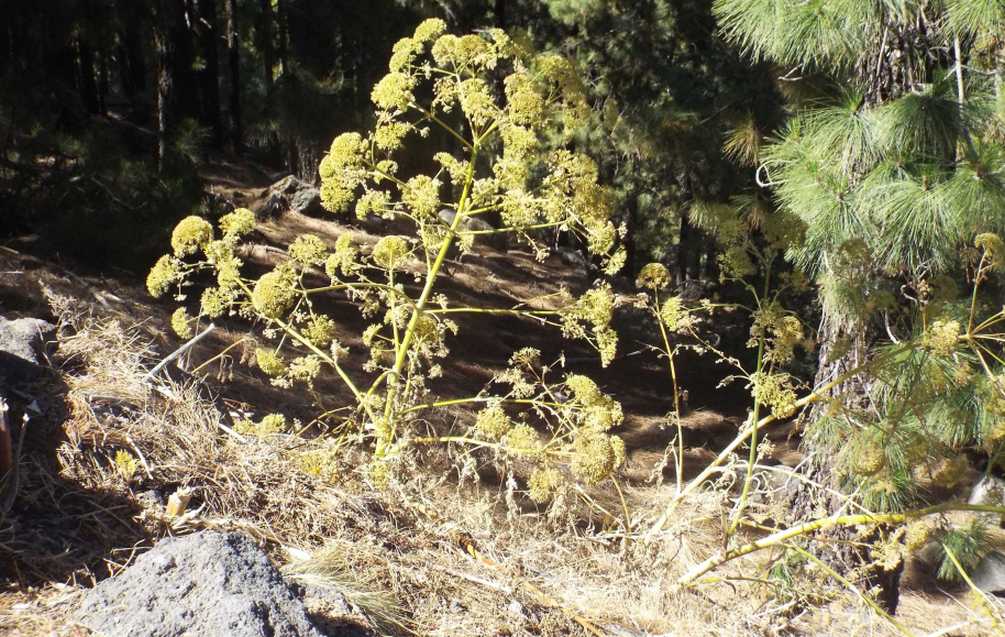 Da Tenerife (Canarie):  Apiaceae:  Todaroa montana