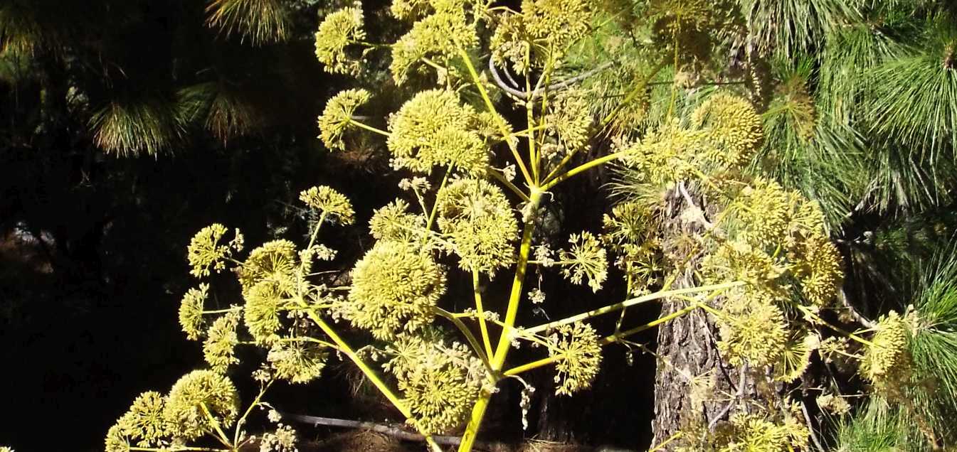 Da Tenerife (Canarie):  Apiaceae:  Todaroa montana