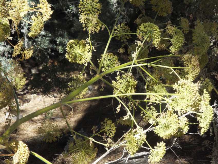 Da Tenerife (Canarie):  Apiaceae:  Todaroa montana