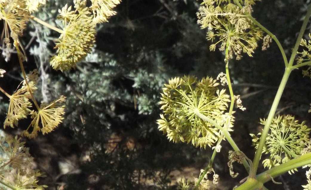 Da Tenerife (Canarie):  Apiaceae:  Todaroa montana