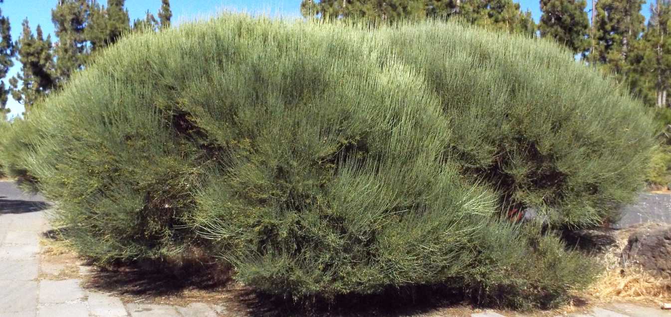 Da Tenerife (Canarie):  Spartocytisus supranubius  (Fabaceae)