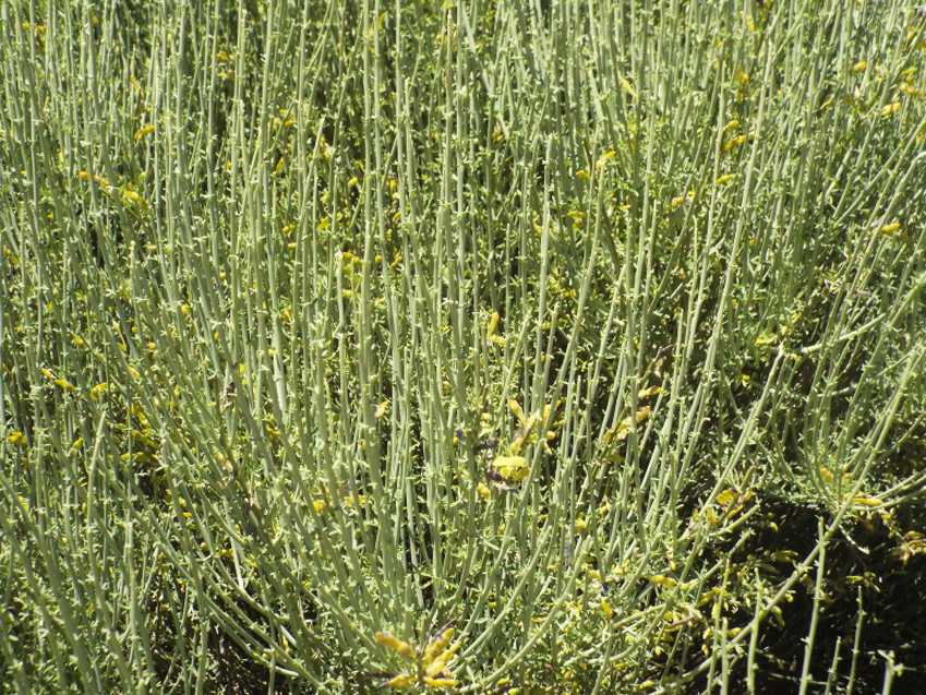 Da Tenerife (Canarie):  Spartocytisus supranubius  (Fabaceae)