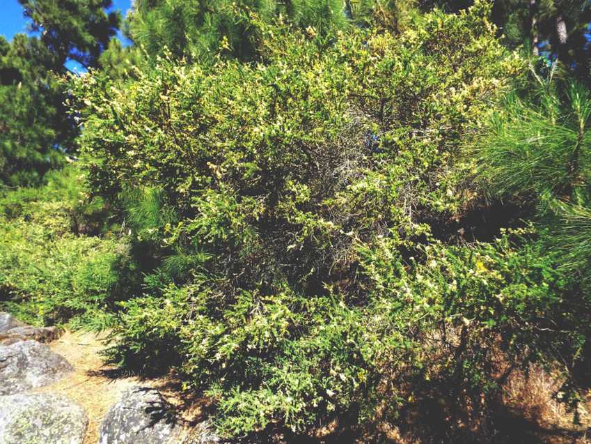 Da Tenerife (Canarie): Fabaceae:  Adenocarpus viscosus