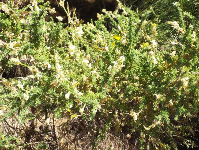 Da Tenerife (Canarie): Fabaceae:  Adenocarpus viscosus