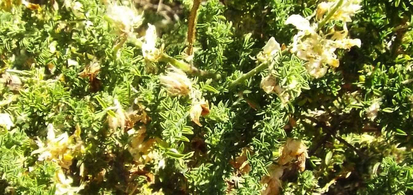 Da Tenerife (Canarie): Fabaceae:  Adenocarpus viscosus