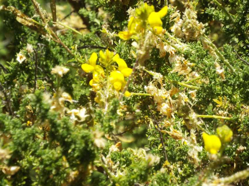 Da Tenerife (Canarie): Fabaceae:  Adenocarpus viscosus