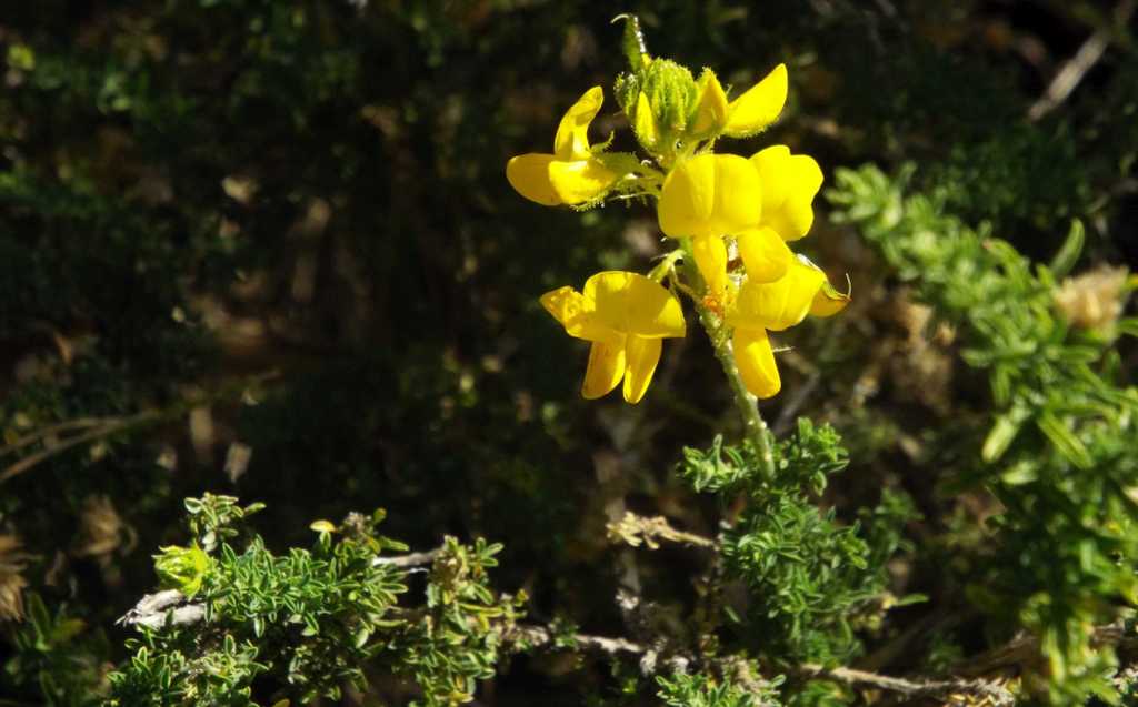 Da Tenerife (Canarie): Fabaceae:  Adenocarpus viscosus