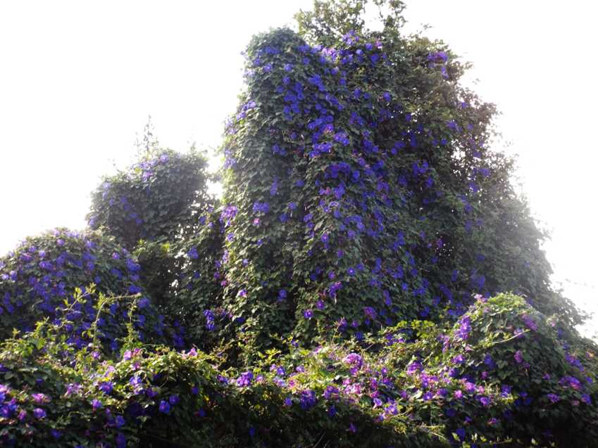 Da Tenerife (Canarie):  Ipomoea indica  (Convolvulaceae)