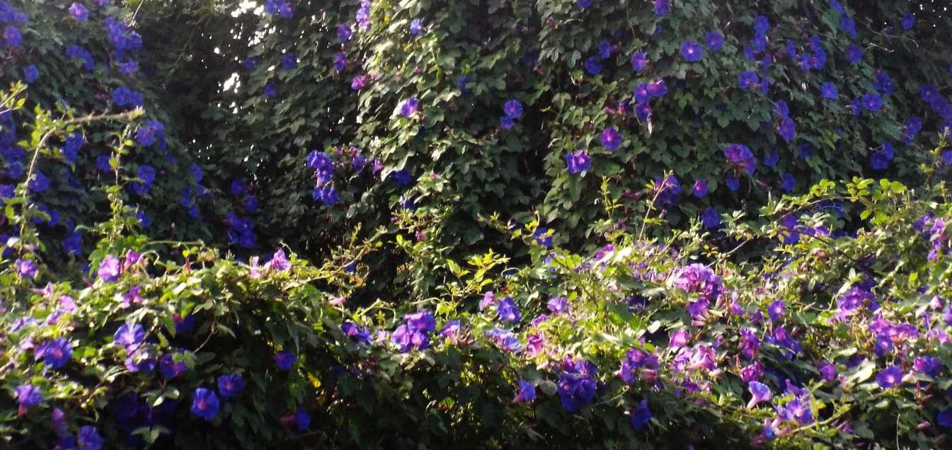 Da Tenerife (Canarie):  Ipomoea indica  (Convolvulaceae)