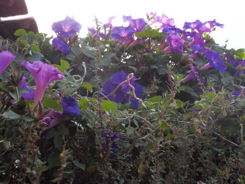 Da Tenerife (Canarie):  Ipomoea indica  (Convolvulaceae)