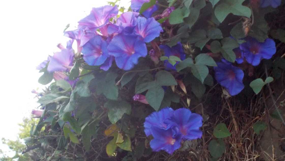 Da Tenerife (Canarie):  Ipomoea indica  (Convolvulaceae)